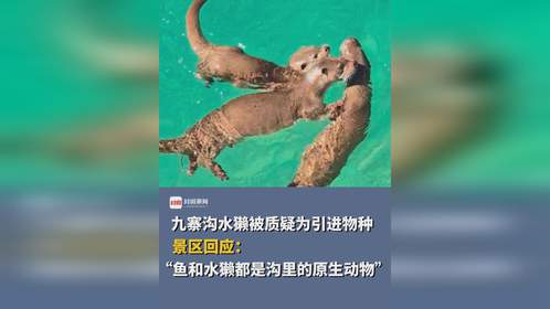 九寨沟水獭事件：自然之美与人类行为的边界