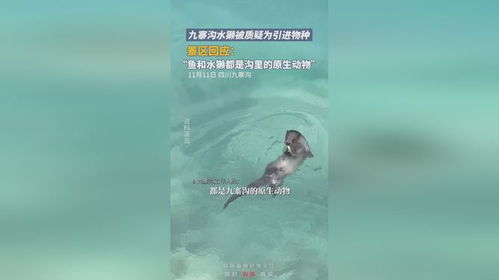 九寨沟水獭之谜：是自然回归还是人为引进？