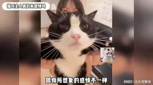 猫咪的深情：它们对主人的感情究竟有多深？