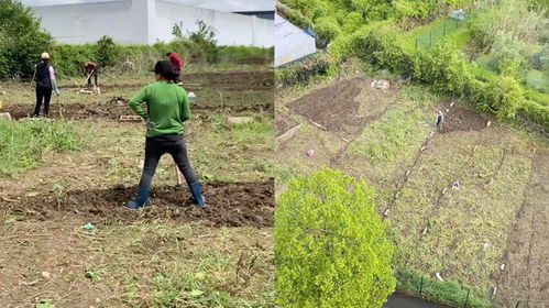 法国荒地的绿色奇迹：中国人如何将荒芜之地变成生机勃勃的菜园