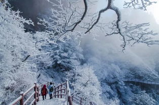 老君山迎来今年第一场雪，银装素裹美如画