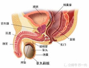 花16万治前列腺炎后得知不吃药能好？