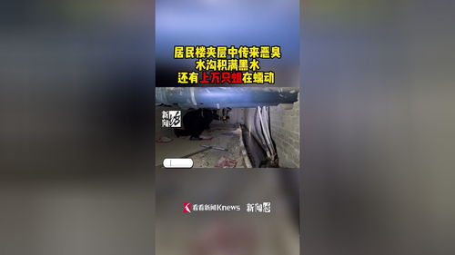 上海千万豪宅楼栋散发恶臭，业主需点熏香压制，夹层竟藏上万只蛆