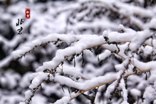 北京初雪如期而至，你准备好迎接冬日浪漫了吗？