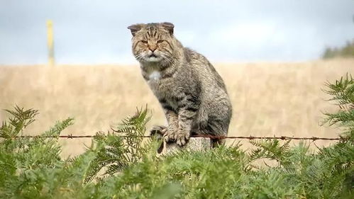 为什么狮虎豹可以叫大猫，豺狼狐狸不能叫大狗？