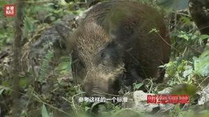 200万头野猪致害26省，除了捕猎还能做什么？