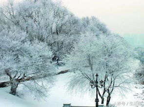 在鹤岗推门就看到雾凇美景