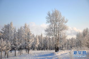 鹤岗雪后奇景：推门即入雾凇画