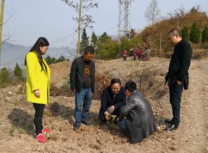 春风吹拂过乡村：一场心灵的回归之旅