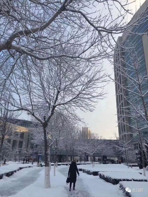 新一轮降雪来袭！东北多地将再遭大到暴雪，你准备好了吗？