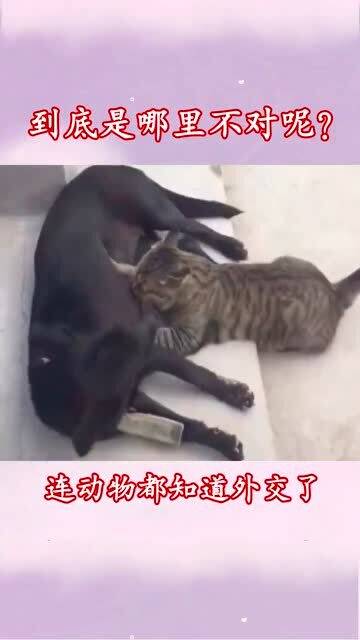 我的狗，娘的猫：宠物带来的温暖与思考