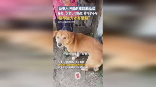 惊心动魄：杀熊救妻的生死搏斗