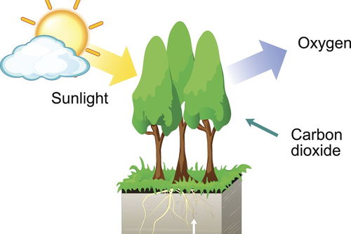 跟着BMC Plant Biology学作图：R语言ggtree圆形树形图并添加分组背景色