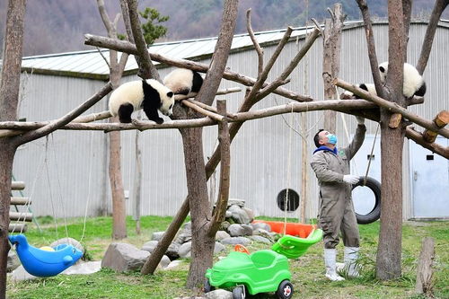 中国大熊猫保护研究中心回应“福宝发抖”：计划将其收回内圈进行全面检查