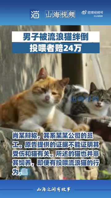 男子被流浪猫绊倒案：投喂者已支付4.8万赔偿款，球馆方仍未履行完毕