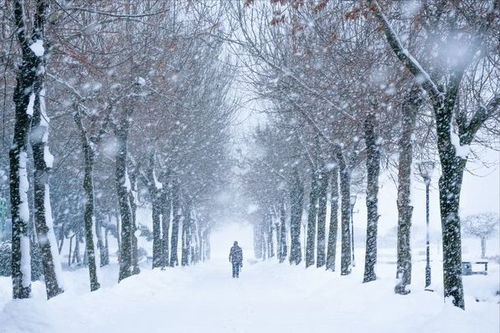 明日大雪：抖音直播间里的诗意寒冬