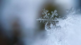 当雪花飘落 - 351/365：一场心灵的雪中漫步