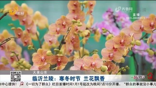 芬芳四溢：外婆的枣树与文字的美好