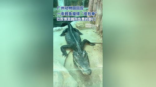 广州动物园回应鳄鱼“皮包骨头”：真相背后的动物保育故事