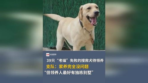 39只搜救犬‘考编’失败，等待领养：它们的故事与未来