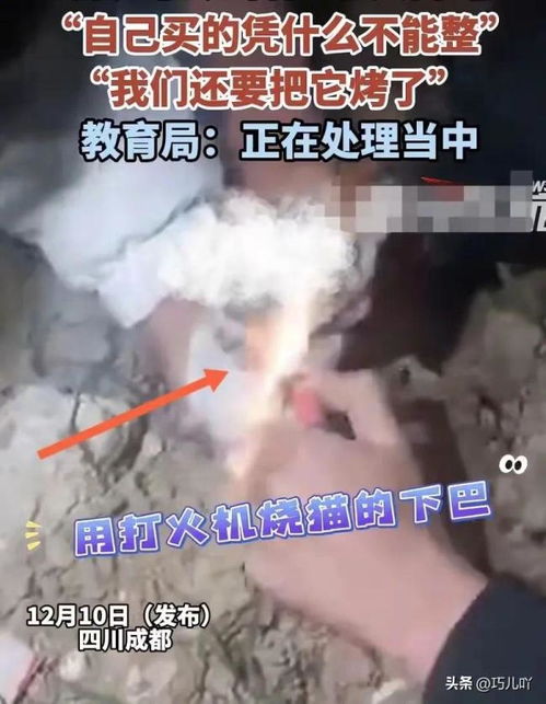 4名中学生虐猫事件背后的反思与警示