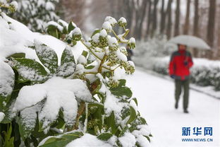 成都多地迎来降雪：一场冬日的惊喜与挑战