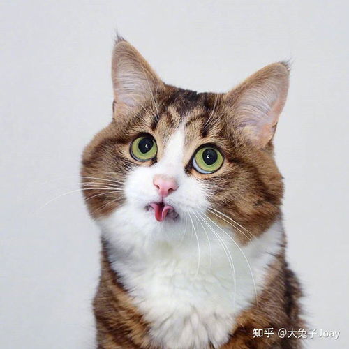 猫咪长了一张人脸表情包：当猫脸遇见人类情感