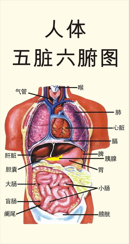 女生用绳子编出五脏六腑：传统技艺与现代医学的完美结合