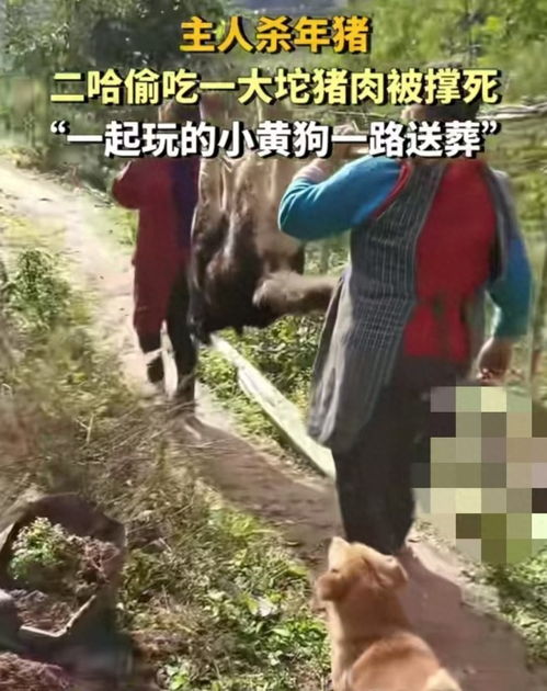 主人杀年猪 狗狗偷吃猪肉被撑死：一场意外背后的温情与反思