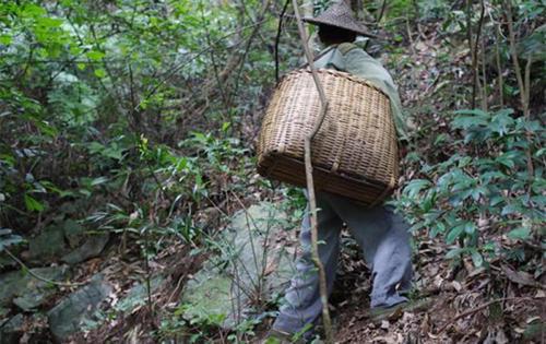 大爷上山摘酸枣走失114天遗体被找到：一段令人揪心的故事