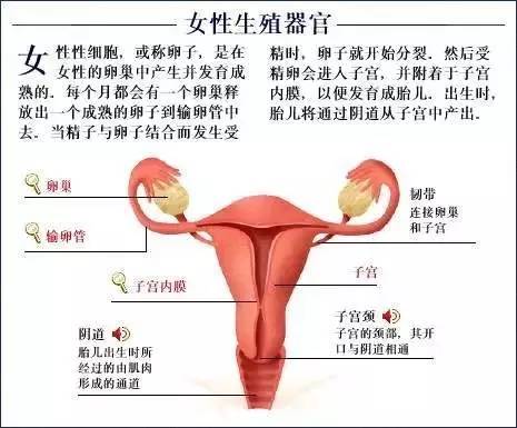 从猴体解剖到生命科学的奇迹：探索神秘的猕猴世界