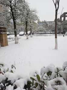 长沙下雪了：一场浪漫的冰雪盛宴