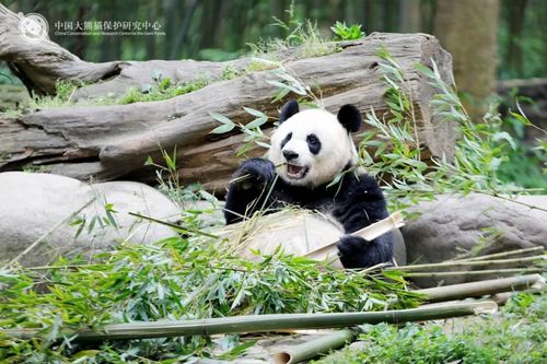 跨国十年：我与熊猫一家的守护之旅