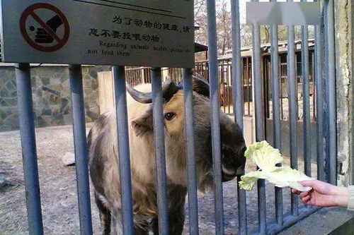 投喂野生动物？后果可能比你想象的更严重