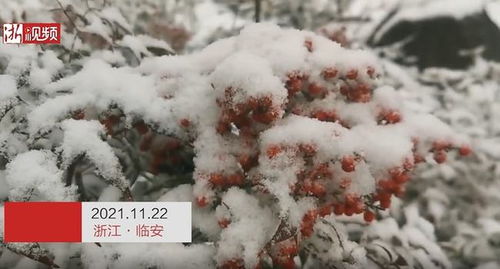 浙江多地下雪了，我亲身经历的冬日惊喜