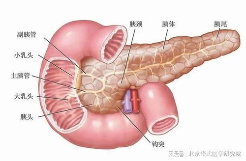 男子患胰腺炎体重暴瘦近百斤：一场与病魔的顽强斗争