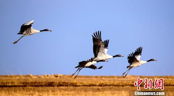 可可西里网红狼初代目：从明星到悲剧的告别