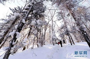 亲身经历：林海雪原景区的波折之旅