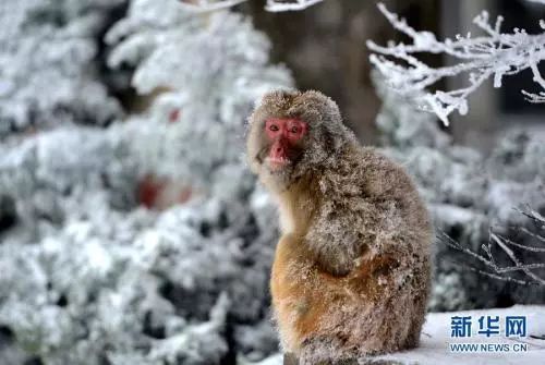 邂逅冰天雪地中的温泉精灵：野生猕猴的温暖生活