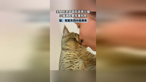 小猫给主人“按摩”满脸写着不高兴