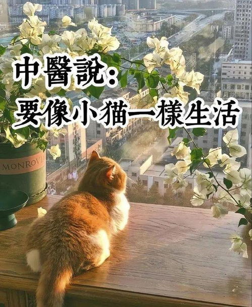 气血不足的人可以学学小猫：我的养生新发现