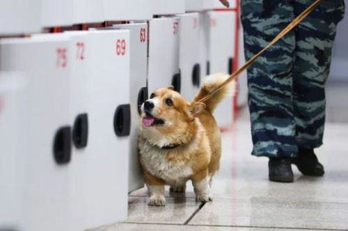 柯基警犬的特别使命：从微博热搜看它的一天