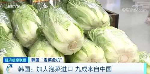 韩国国产白菜辣椒或将消失：小李的亲历与思考