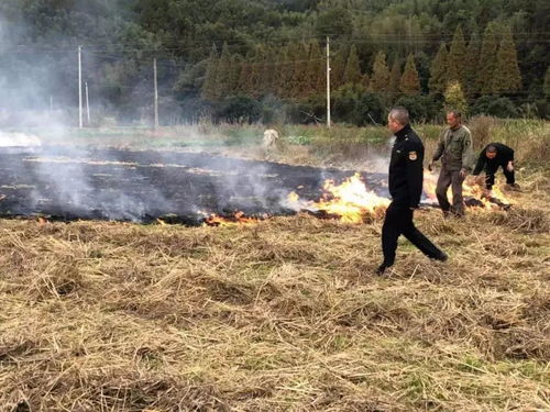 秸秆焚烧背后的悲剧：5000只鹅苗被烧死，村民与养殖户的两难抉择