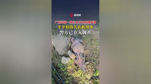 惊心一幕：广西村庄水井内发现绑石死猪，半村人的饮用水安全如何保障？