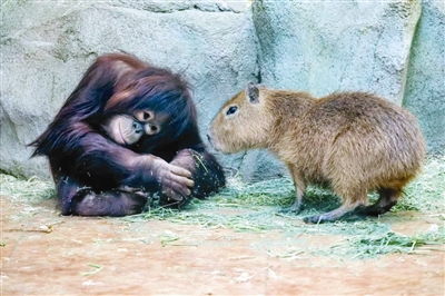 探访天津动物园：水豚与猩猩混养事件背后的真相