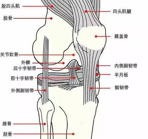 为什么说「损伤膝盖不是因为运动而是因为不动」？我的亲身经历告诉你真相