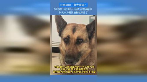 从警犬的“小懒惰”看背后的故事