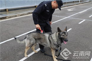 与警犬幺幺零的难忘故事：从调皮捣蛋到无言英雄