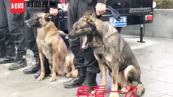 警犬被通报：上班死气沉沉到处尿尿，背后的故事